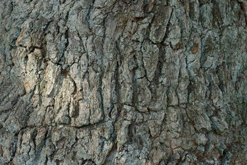 natural vegetative background from a gray bark on a tree