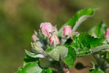 Arbre en fleur