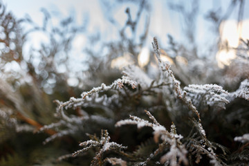 Background from pine iced tree branches with morning frost, seasonal holiday image. Macro, soft focus, selective focus