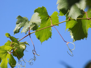 Summer Sunny day. Grape shoots against a clear blue summer sky. Beautiful leaf shape, rich colors.
