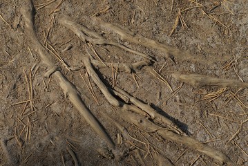 gray natural texture of the roots of a tree in the ground