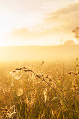 Glowing spider web hanging on grass flowers at sunrise.