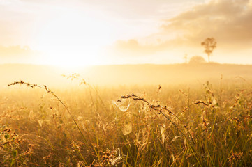 Glowing spider web hanging on grass flowers at sunrise.
