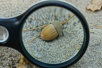 magnifier magnifies one dry brown acorn on gray sand