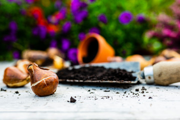 Bulbs of flowers ready for autumn planting.
