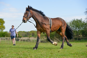 Young woman lunging horse in a field.