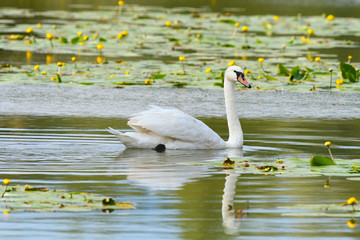 Swan floating in a lake ,looking for food. Between water lilies .Genus Mute Swan,Cygnus olor.