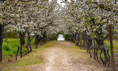 Apple trees in spring blossom