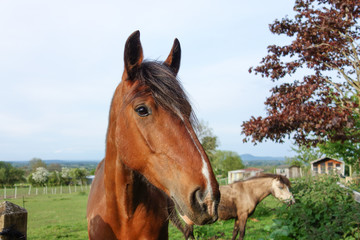 Obraz premium A portrait of a horse with a pony in the background. 