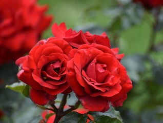 red rose in garden
