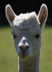 Obraz premium alpaca in profile
