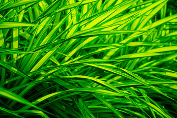 Fresh green leaves background, hedge green plant, natural texture, tiny green leaves.