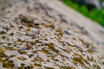 Concrete surface with spots of green moss. Grasshopper on the surface looking to the camera. Different lines, roughness. White, gray and green colors. Green grass background
