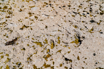 Concrete surface with spots of green moss. Grasshopper on the surface. Different lines, roughness. White, gray and green colors. Background. Top view