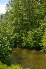 Fototapeta na wymiar A beautiful river in the forest