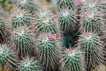 Cactus close up with some pink flowers. 