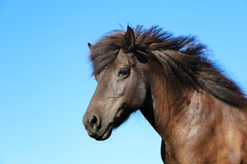 close up head portrait of a brown icelandic horse
