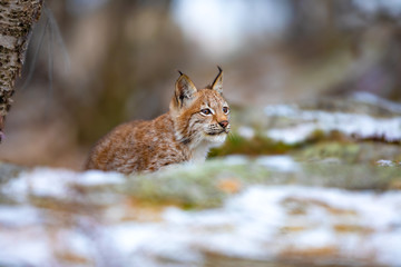 Naklejka na ściany i meble Focused eurasian lynx walking silent in the forest at early winter