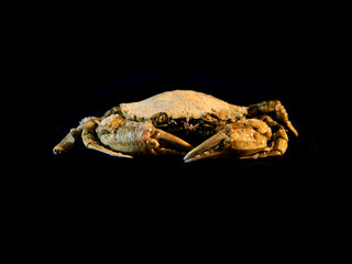 crab isolated on black background