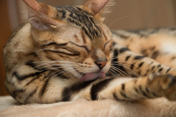 affectionate Bengal cat licking his fur tongue