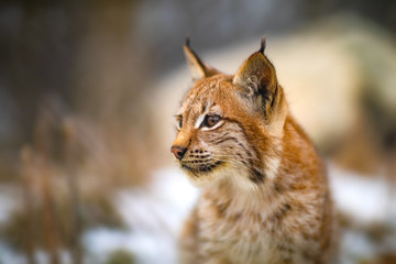 Naklejka premium One eurasian lynx in the forest at winter looking for prey