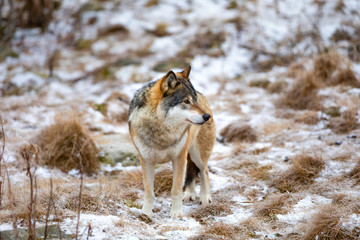 Beautiful male wolf standing in the forest looking for prey