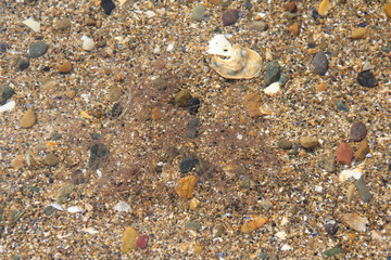 sea shells on the beach