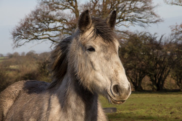 Obraz premium Portrait of a grey horse in a field in winter. 