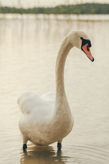 swan on blue lake water in sunny day, swans on pond, nature series