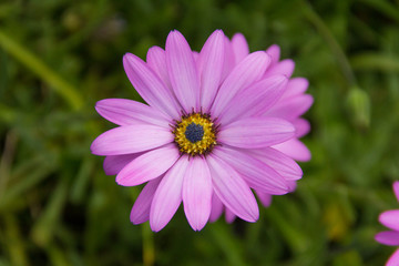 A beautiful pink cosmos flower.