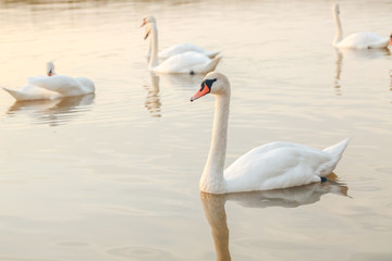 swan on blue lake water in sunny day, swans on pond, nature series