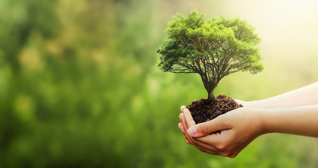 hand holding tree on blur green nature background. concept eco earth day - obrazy, fototapety, plakaty
