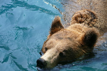 Obraz premium Orso bruno europeo