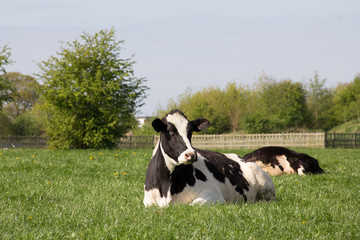 Relaxing cow, a cow lays in the field in the summer sunshine. 