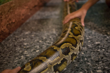 Danger Python, focus selective