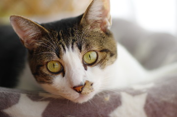 Fototapeta premium キジトラ猫