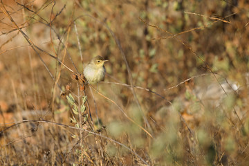 A melodious warbler (Hippolais polyglotta) perched at sunrise in a bush in the grasslands of the Algarve Portugal.