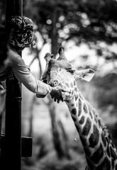 Tourists feed treats to a giraffe