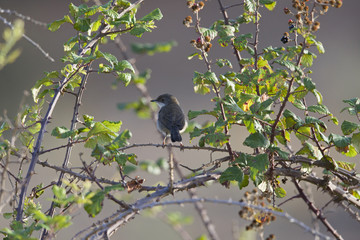 A Sardinian warbler (Sylvia melanocephala) perched at daytime on a branch in a flower garden in the Algarve Portugal.