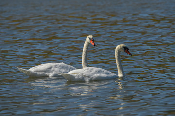 Mute Swan Couple on lake in Martinez California