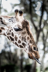 Fototapeta premium An animal portrait shot of a giraffe