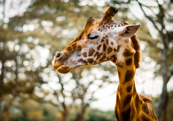 An animal portrait shot of a giraffe