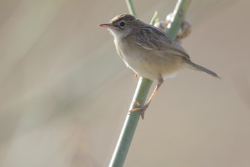 A Zitting cisticola (Cisticola juncidis) perched at daytime on a twig in the grasslands of Algarve Portugal.