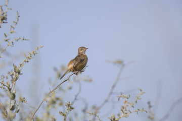 A Zitting cisticola (Cisticola juncidis) perched at daytime on a twig in the grasslands of Algarve Portugal.