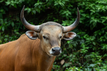 Naklejka premium Close up shot of a Bos javanicus face