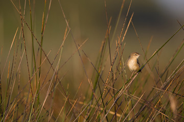 A Zitting cisticola (Cisticola juncidis) perched at sunrise on a twig in the grasslands of Algarve Portugal.