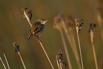 A Zitting cisticola (Cisticola juncidis) perched at sunrise on a twig in the grasslands of Algarve Portugal.