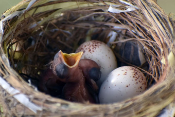 Beauty in the Nature