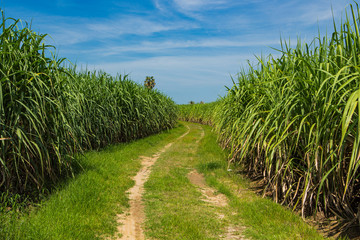 Sugarcane field in blue sky and white cloud in Thailand