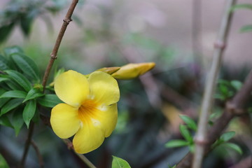 yellow flower